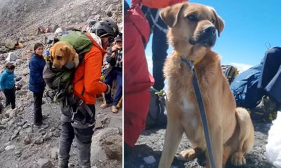 Tin tức đời sống ngày 28/11: Đoàn người leo lên đỉnh núi cao 5.636m để giải cứu chú chó mắc kẹt