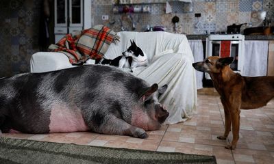 Người phụ nữ mua lợn cảnh mini làm thú cưng, hình dáng con vật sau 3 năm gây choáng váng