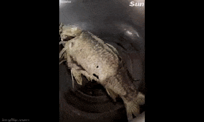 Video: Cá đã chết vẫn giãy đành đạch trong chảo khiến ai nấy “rợn tóc gáy”