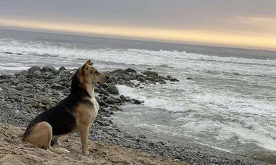 Chú chó ngày nào cũng ra bờ biển ngồi, ai nấy xúc động rơi lệ khi biết lý do