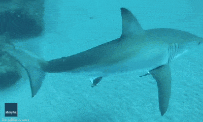 Tin tức đời sống ngày 7/4: Thiếu niên chạm trán cá mập trong 2 ngày liên tiếp