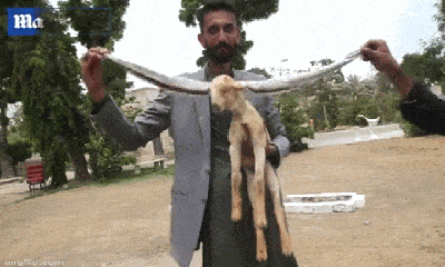 Choáng váng trước đôi tai dài gần nửa mét của chú dê con ở Pakistan
