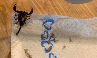 Tin tức đời sống ngày 2/8: Giật mình phát hiện 18 con bọ cạp trong vali sau kỳ nghỉ