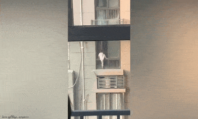 Thót tim cảnh bé trai 4 tuổi trèo ra ngoài cửa sổ căn hộ ở tầng 29