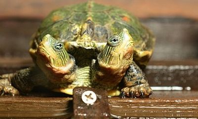 Chú rùa hai đầu nặng 34g sinh ra ở Hà Lan