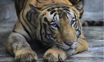 Bắn hạ con hổ từng khiến ít nhất 9 người thiệt mạng ở Ấn Độ