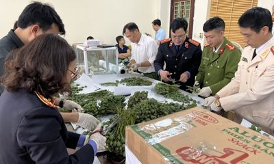 Lào Cai: Bắt 4 đối tượng mua bán trái phép hơn 76kg cành, quả cây thuốc phiện