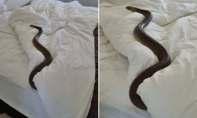 Hãi hùng phát hiện loài rắn độc thứ 2 thế giới nằm chình ình trên giường