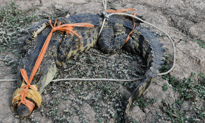 Bạc Liêu: Phát hiện cá sấu nặng 20kg ngay trước sân nhà lúc nửa đêm