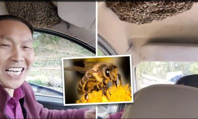 Hàng trăm con ong bay trên đầu, tài xế vẫn bình tĩnh lái xe khiến ai nấy choáng váng