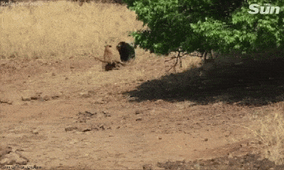 Video-Hot - Video: Bị tấn công bất ngờ, gấu lợn phản đòn khiến hổ Bengal phải chạy vội