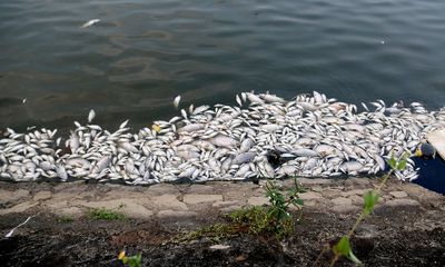 Hà Tĩnh: Cá chết hàng loạt, nổi trắng trên mặt hồ điều hòa Bồng Sơn