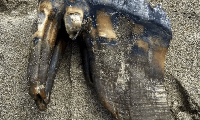 Bất ngờ phát hiện răng của loài voi đã tuyệt chủng khi đi dạo trên bãi biển