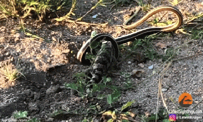 Video: Thằn lằn quyết chiến với rắn và cái kết bất ngờ sau 2 tiếng