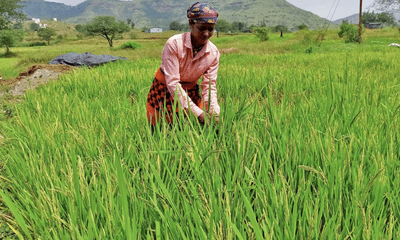 Mưa lớn ảnh hưởng đến mùa màng, Ấn Độ cấm xuất khẩu một số loại gạo