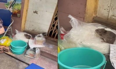 Vụ clip “chuột ngồi chễm chệ ăn bún” tại quán ăn ở Hà Nội: Xử phạt hành chính chủ quán