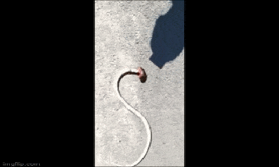 Video: Rết đầu đỏ tử chiến với rắn ngay giữa đường và cái kết gây ngỡ ngàng