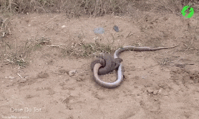 Video: Hồi hộp xem cuộc tử chiến căng thẳng giữa hai con rắn hổ mang