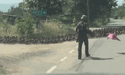 Thú vị cảnh “đội quân vịt” hàng nghìn con nối đuôi nhau băng qua đường