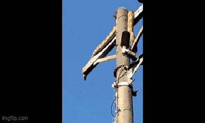 Trăn lưới nặng 10kg “thảnh thơi” nằm “hóng gió” trên đỉnh cột điện