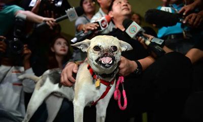 Chú chó liều mình cứu người ở Philippines 10 năm trước đã qua đời