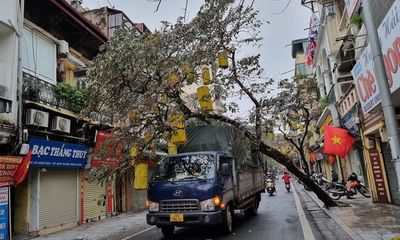 Hà Nội: Cây xanh ở khu vực phố cổ bật gốc đè trúng xe tải