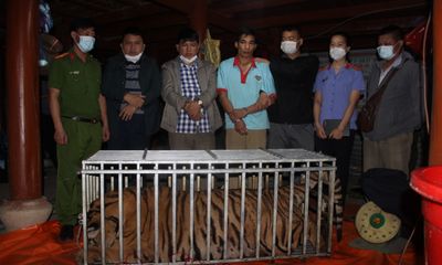 Điện Biên: Bắt quả tang 3 đối tượng dùng kích điện giết hổ nặng 220 kg nấu cao