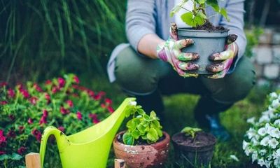 Lợi ích thần kỳ của việc trồng cây trong nhà đối với sức khỏe