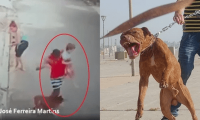 Thót tim chứng kiến người đàn ông giải cứu bé trai 4 tuổi bị chó Pitbull tấn công