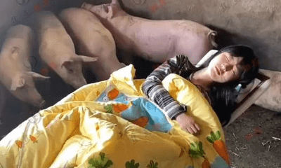 Cô gái trẻ có sở thích ngủ trong chuồng lợn khiến cộng đồng mạng tranh cãi
