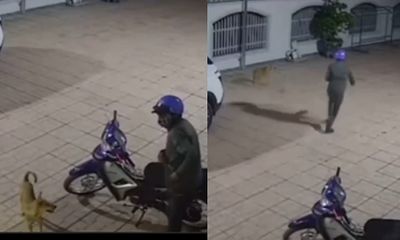 Phát hiện kẻ lạ lẻn vào sân định trộm xe máy, chú chó có thái độ 