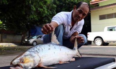 Bất ngờ tìm thấy loài cá chép khổng lồ tưởng đã tuyệt chủng ở Campuchia