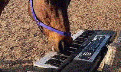 Clip: Ba chú ngựa thể hiện khả năng chơi đàn gây 