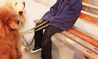 Cộng đồng mạng - Con gái dắt 3 chú chó ngao Tây Tạng đi dạo quá lâu, bố đi tìm thì bắt gặp khoảnh khắc thú vị