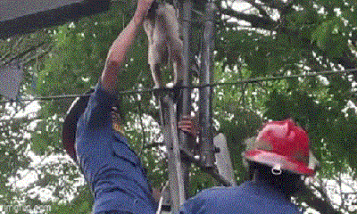 Clip: Giải cứu chú khỉ bị dây cáp quấn mắc kẹt trên cột điện
