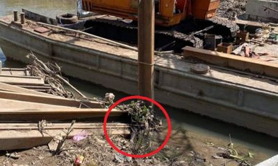 Vĩnh Long: Phát hiện thi thể đang phân hủy ở bờ sông 