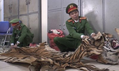 Bắt tài xế vận chuyển 3 bộ da nghi của hổ ở Hà Nội