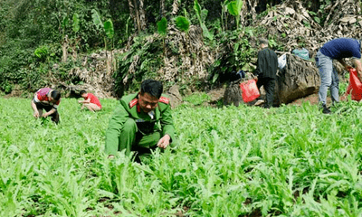Phát hiện gần 4.000 cây thuốc phiện trong rừng sâu ở Lạng Sơn