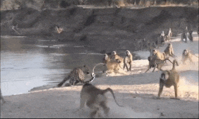 Video: Đụng độ đàn khỉ đầu chó hung dữ, báo hoa mai bỏ chạy 
