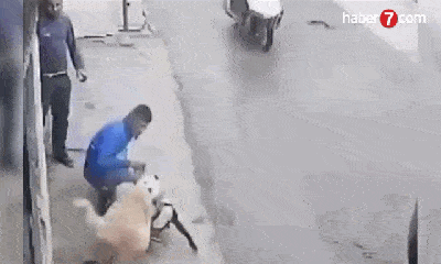 Video: Màn tử chiến kinh hoàng giữa Pitbull và chó Kangal giữa phố