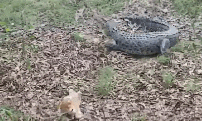 Video: Bị chó cắn vào đuôi, cá sấu 