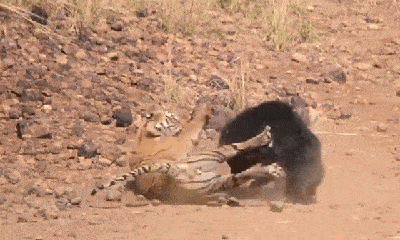 Video: Gấu lợn mẹ liều mạng tử chiến với hổ dữ Bengal để bảo vệ con
