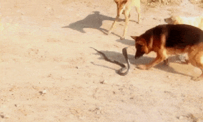 Video: Liều lĩnh đối đầu 3 chó nhà, rắn hổ mang nhận cái kết thê thảm