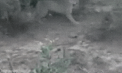Video: Chó ngao Argentina lao như tên bắn, hạ gục báo sư tử trong tích tắc