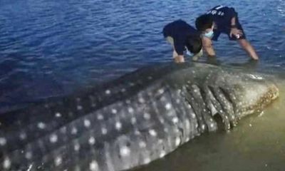 Ngư dân bất ngờ phát hiện xác cá lạ dài 4m, nặng hơn một tấn dạt vào bờ biển Nghệ An