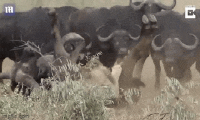 Video: 2 sư tử háu đói bị 
