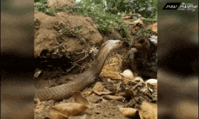 Video: Gà mẹ liều chết, mổ liên tiếp vào rắn hổ mang để bảo vệ trứng, ai là kẻ chiến thắng?