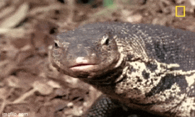 Video: Ăn hết tổ trứng của rắn hổ mang, kỳ đà còn thản nhiên dùng đuôi quật mạnh vào đối thủ rồi bỏ đi