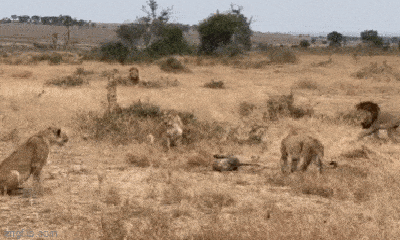 Video: Báo hoa mai bị 3 con sư tử cái 