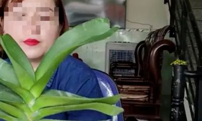 Một giáo viên ở Bình Định livestream mua, bán phong lan 26,5 tỉ đồng nhưng 